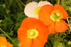 Buga 019  MINOLTA DIGITAL CAMERA